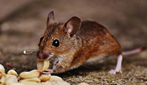 24 Hour & Emergency Exterminators in Allen Jay, NC